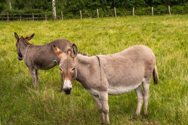 Genk, Belçika - 11 Ağustos 2021: Domein Bokrijk. Yeşil çayırda iki eşekle yakın..