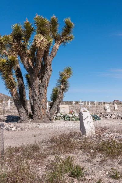 Goldfield Nevada Mayo 2011 Cementerio Histórico Desierto Árbol Joshúa Grueso — Foto de Stock