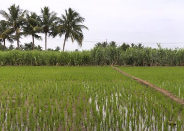 Üç büyük Güney Hint bitkileri: pirinç, şeker kamışı ve hindistancevizi.