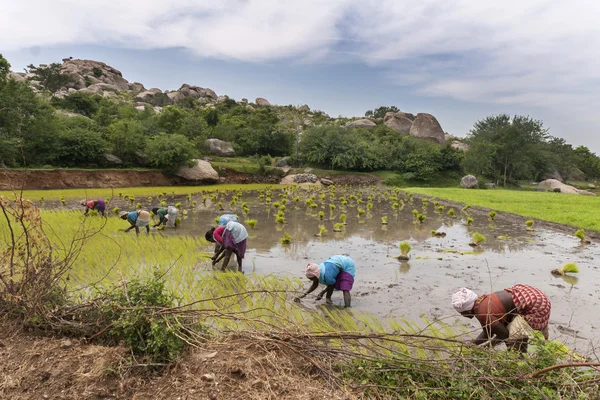 Yedi kadın pirinç sapı bir paddy bitki.. — Stok fotoğraf