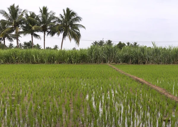 Three major South Indian crops: rice, sugar cane, and coconuts. — Stock Photo, Image