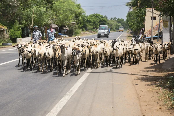 Dos hombres conducen una manada de cabras en el camino . —  Fotos de Stock