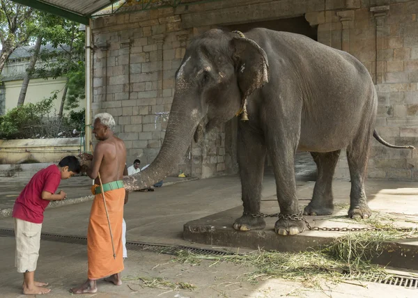 Bênção de elefante no Templo Mahalingeswarar . — Fotografia de Stock