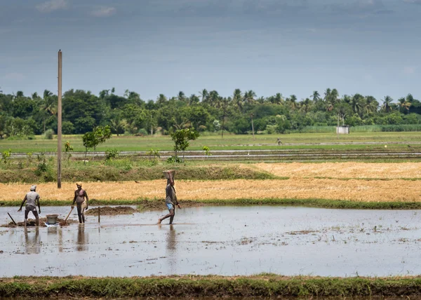 Tres hombres trabajan en un arrozal sumergido. . — Foto de Stock
