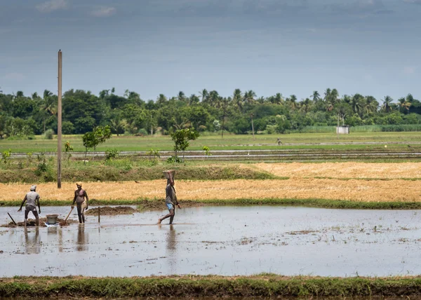 Tre uomini lavorano una risaia sommersa . — Foto Stock