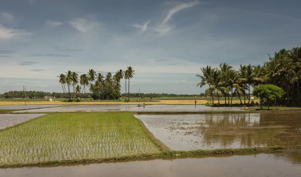 One freshly planted rice paddy and others with water.