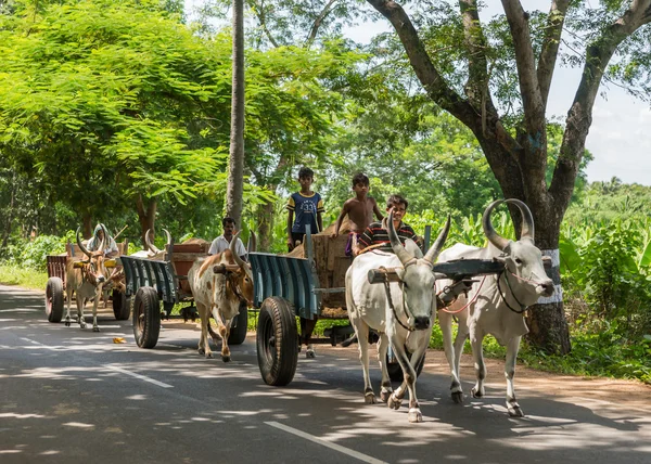 Three oxen carts on the road. — 图库照片