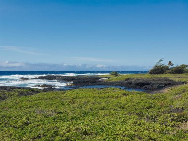 Pahala, Kona, Hawaii, USA - July 16, 2025: Green weeds and bushes have conquered some higher ground on the lava field. Waves crash on the rocks under blue sky