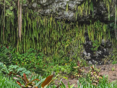 Kapaa, Kauai, Hawaii, USA - July 18, 2025: Wailua River State Park. Fern Grotto