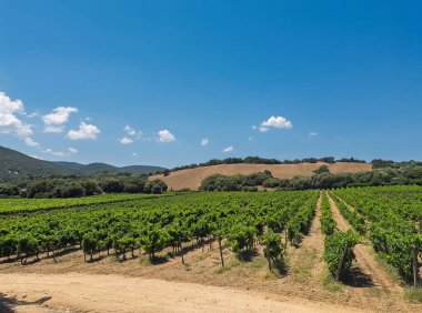 Luogosanto, Sardinya, İtalya - 15 Temmuz 2024: Vigneti Piero Mancini üzüm bağı. Mavi bulutların altında yeşil meyve sıralarıyla manzara