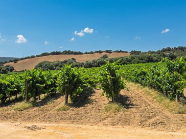 Luogosanto, Sardinya, İtalya - 15 Temmuz 2024: Vigneti Piero Mancini üzüm bağı. Mavi bulutların altında yeşil meyve sıralarıyla manzara