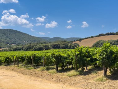 Luogosanto, Sardinya, İtalya - 15 Temmuz 2024: Vigneti Piero Mancini üzüm bağı. Mavi bulutların altında yeşil meyve sıralarıyla manzara