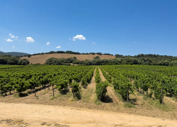 Luogosanto, Sardinya, İtalya - 15 Temmuz 2024: Vigneti Piero Mancini üzüm bağı. Mavi bulutların altında yeşil meyve sıralarıyla manzara