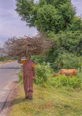 1798 nolu yol Gingee, Tamil Nadu, Hindistan - 9 Ekim 2013: 1798 nolu yol manzarası. Bir kadın vahşi doğadan çıkarken kafasında büyük bir ağaç dalı destesi taşır. Arkasında inek var.