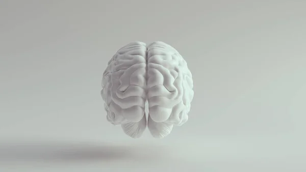 Wit Porselein Anatomische Hersenen Achterzijde Illustratie Renderen — Stockfoto