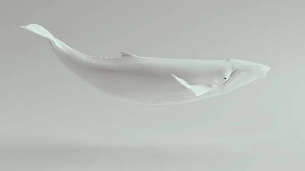 Humpback Whale Valkoinen Kuvitus Tehdä — kuvapankkivalokuva