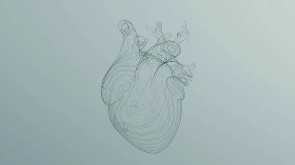 黑色解剖学心脏线艺术线框雕塑3D插图渲染 — 图库照片