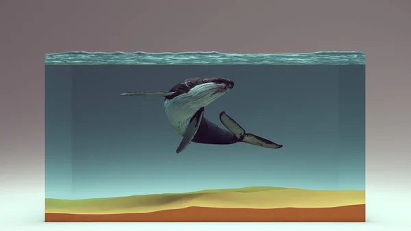 Humpback Velryba Bloku Vody Sandy Mořského Dna Ilustrace Vykreslení — Stock fotografie