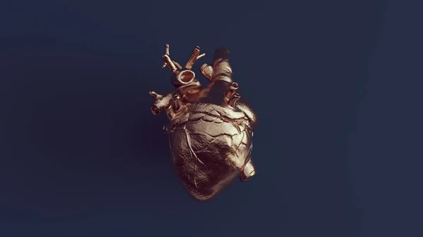 Bronze Human Heart Anatomical with Navy Blue Background 3d illustration render