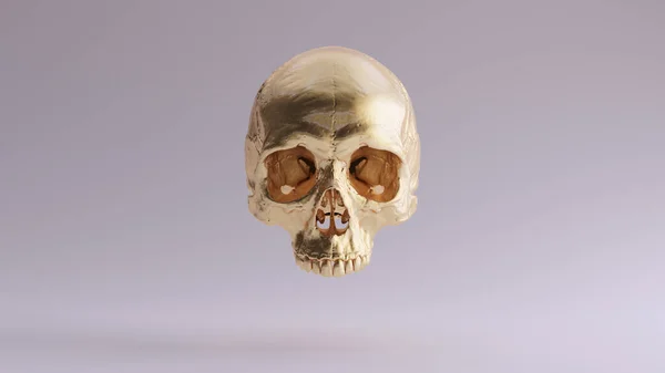 Gold Human Female Skull Medical Anatomical Illustration Render — Stock Photo, Image