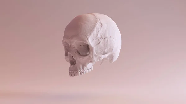 White Human Female Skull Medical Anatomical Clay Quarter Left Side — 스톡 사진