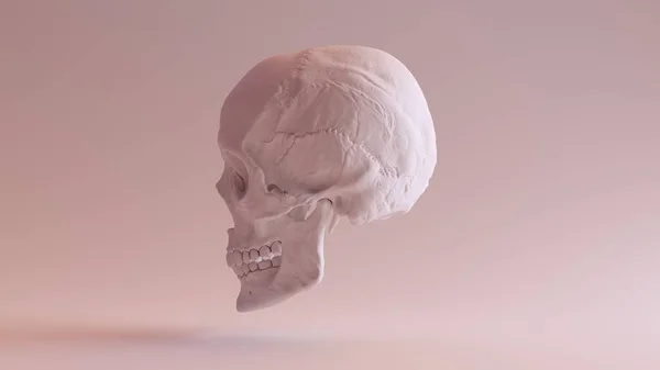 Blanco Humano Hembra Cráneo Médico Anatómico Con Mandíbula Izquierda Lado — Foto de Stock