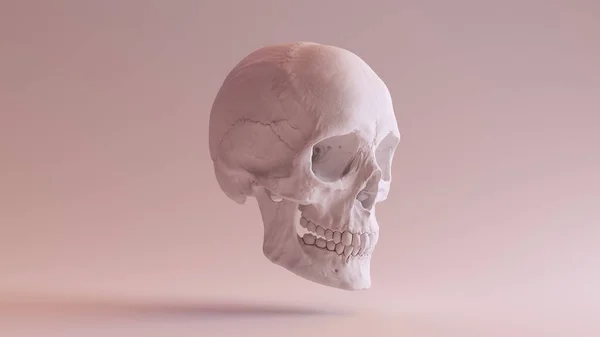 Blanco Humano Hembra Cráneo Médico Anatómico Con Mandíbula Cuarto Lado — Foto de Stock