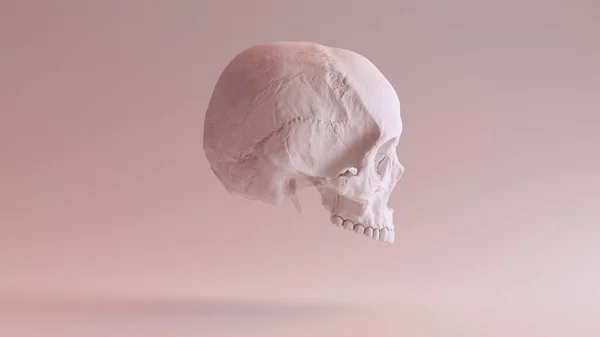 White Human Female Skull Medical Anatomical Clay Right Side Illustration — Stock fotografie