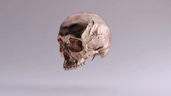 Bronze Human Female Skull Medical Anatomical Mit Zähnen Viertel Linke — Stockfoto