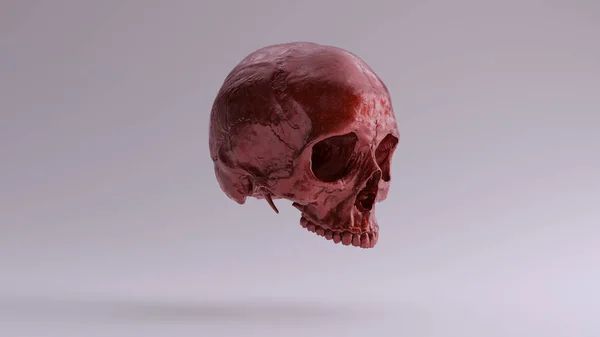 Rouge Métallique Gothique Humain Femelle Crâne Médical Anatomique Avec Dents — Photo