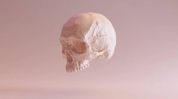 Flesh Coloré Humain Femelle Crâne Médical Anatomique Quart Gauche Illustration — Photo