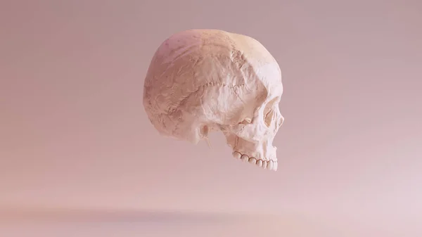 Fesh Colsorted Human Female Skull Medical Anatomical Right Side Illustration — 스톡 사진