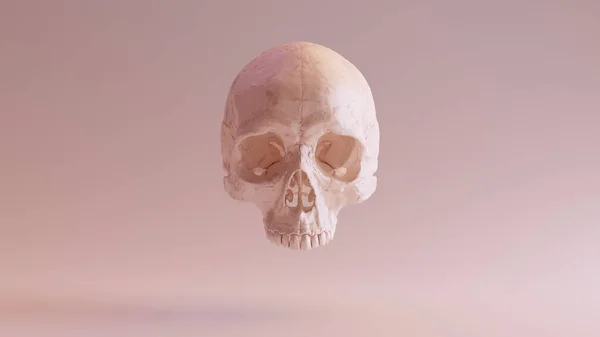 Fesh Colsorted Human Female Skull Medical Anatomical Front Illustration Render — 스톡 사진