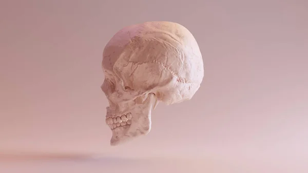 Fleischfarbener Menschlicher Weiblicher Schädel Medizinisch Anatomisch Mit Kiefer Linke Seite — Stockfoto