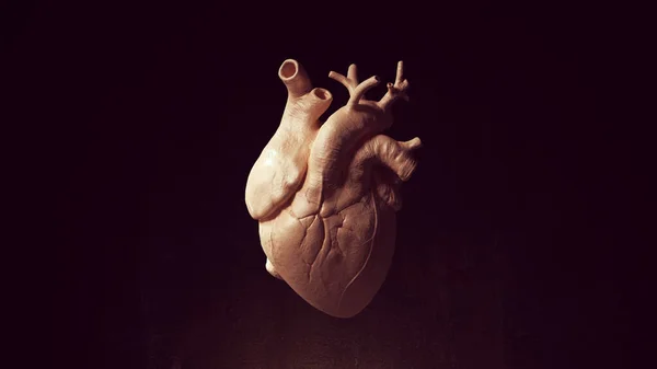 Human Heart Anatomy Medical Organ Illustratie Renderen — Stockfoto