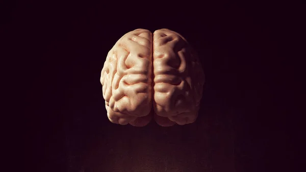 Human Brain Intelligence Organ Anatomy Mind Neurology Science Front View 3d illustration render