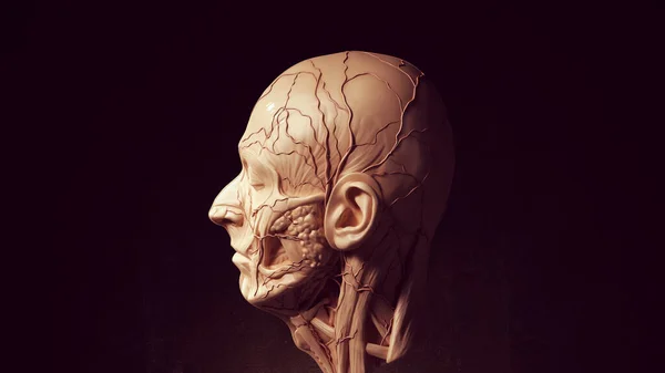 Ludzka Ecorche Obdarta Głowa Twarz Anatomiczny Musculature Wyświetlanie Halloween Rzeźba — Zdjęcie stockowe
