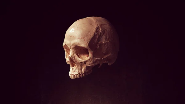 Skull Head Dead Bone Skeleton Anatomy Halloween Illustration Render — ストック写真