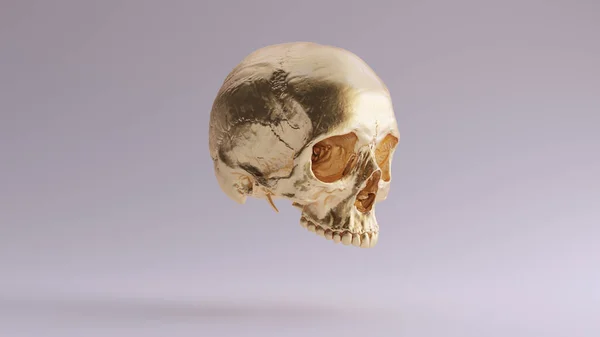 Gold Human Vrouwelijke Schedel Medische Anatomische Met Tanden Kwartje Rechter — Stockfoto