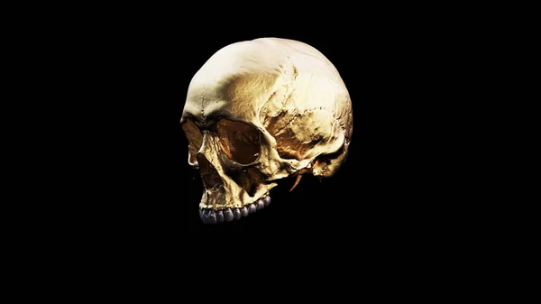 Złoto Człowiek Kobieta Czaszka Srebrnymi Zębami Czarny Tło Medyczne Anatomiczne — Zdjęcie stockowe