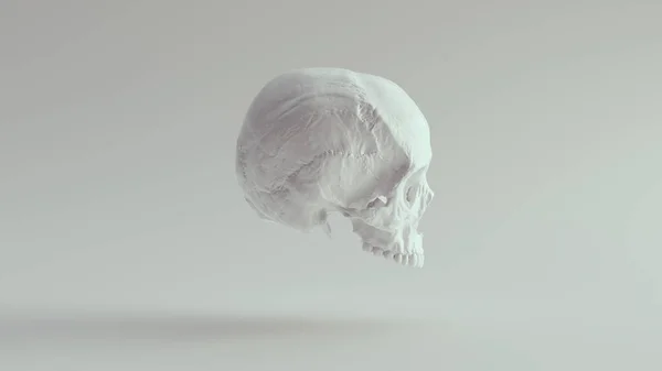 Crâne Blanc Tête Féminine Squelette Halloween Mort Osseuse Anatomie Morte — Photo