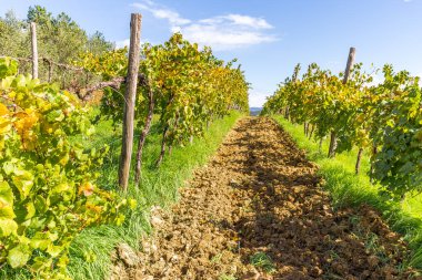 Güzel bir yaz üzüm bağı çiçeği, Slovenya tarımı.