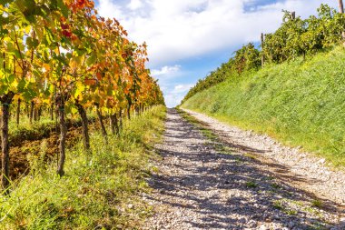 Güzel bir yaz üzüm bağı çiçeği, Slovenya tarımı.