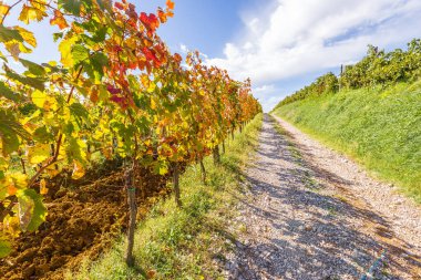 Güzel bir yaz üzüm bağı çiçeği, Slovenya tarımı.