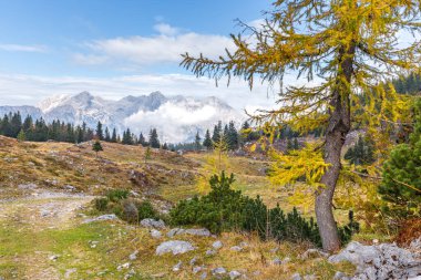 Sonbahar renkleri güzel Velika Planina ormanları, dağlar manzara manzarası, Slovenya seyahati, Avrupa turizmi.