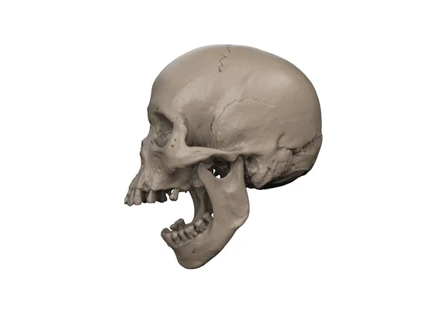Egy Emberi Koponya Tele Arccal Nyitott Szájjal Telített Színekkel Fehér — Stock Fotó