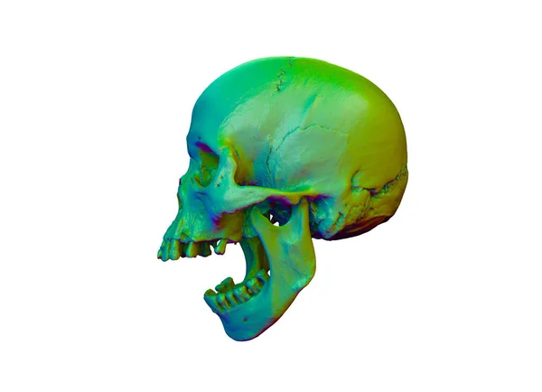 人头可怕的颅骨在解剖风格上呈汽油膜的颜色 在白色孤立的背景上 死亡的概念 可怕的万圣节标志 3D渲染说明 — 图库照片