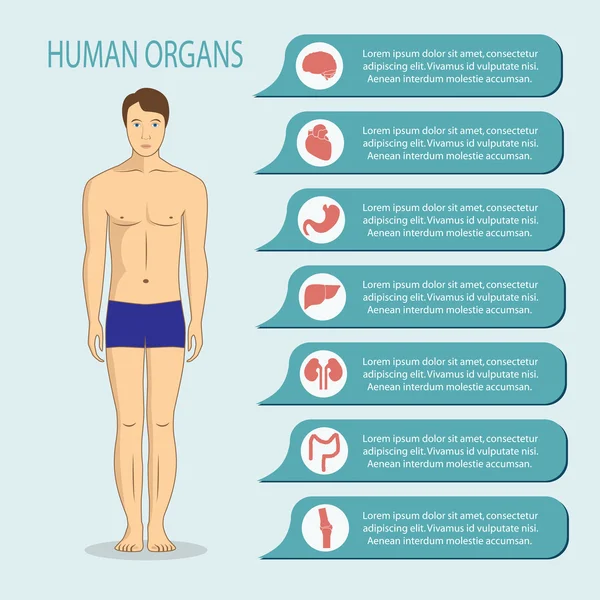 Personas y órganos humanos, corazón, hígado, riñones, cerebro, estómago , — Vector de stock