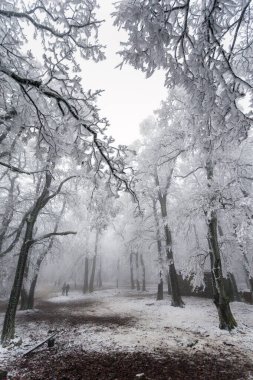 Çayırdaki ağaçlar, kışın karlı beyaz manzara.
