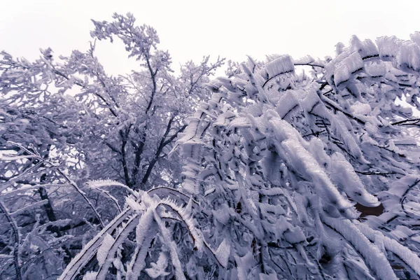 Зимове Дерево Калюжі Зимовий Сніговий Білий Пейзаж — стокове фото